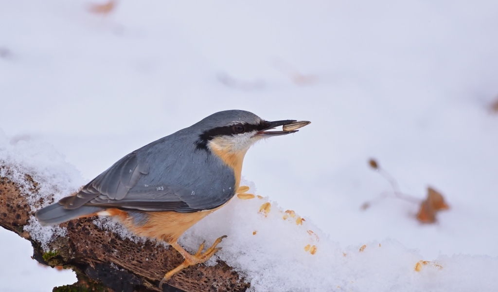 Птица поползень на снегу