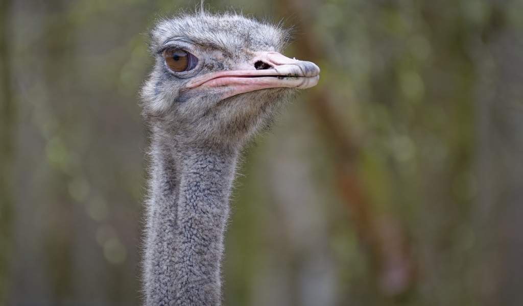 Голова страуса с розовым клювом
