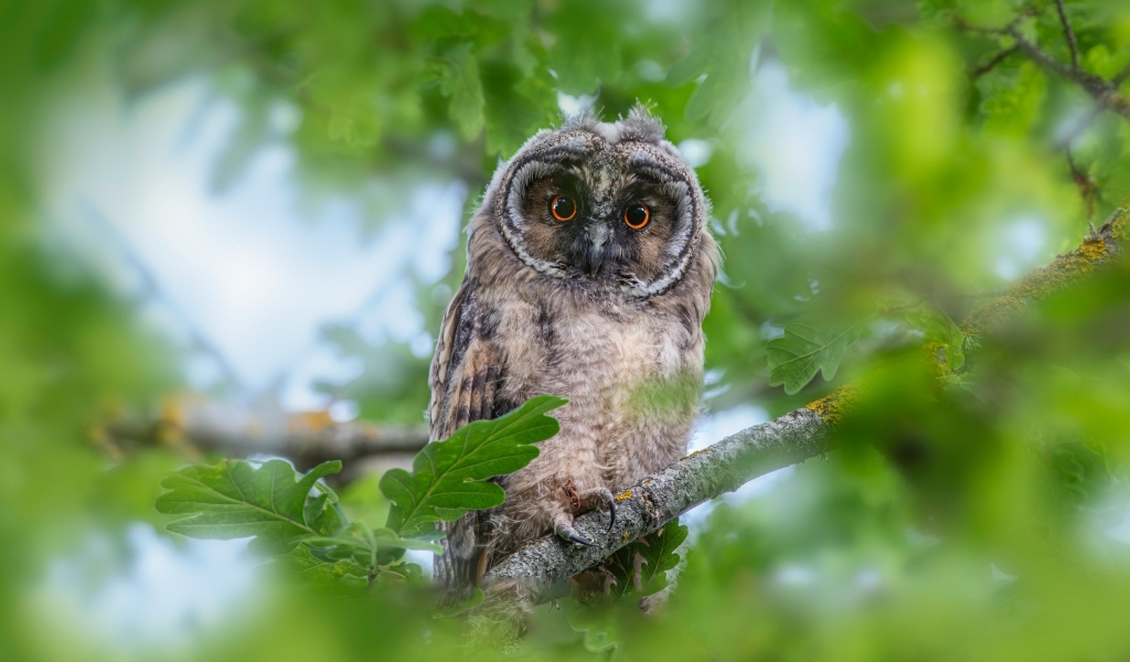 Сова сидит в ветках дуба