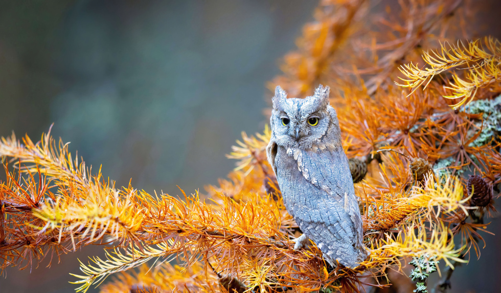 Сова сидит на ветке ели