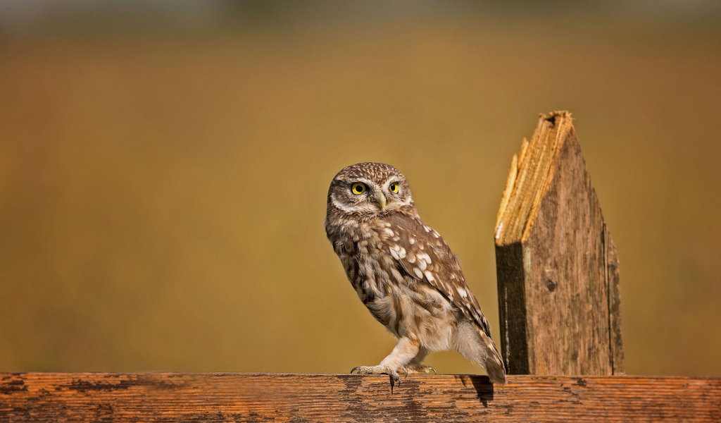 Сова сидит на деревянном заборе