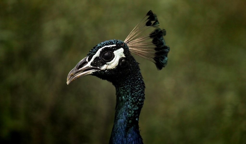 Голова павлина с длинной шеей крупным планом