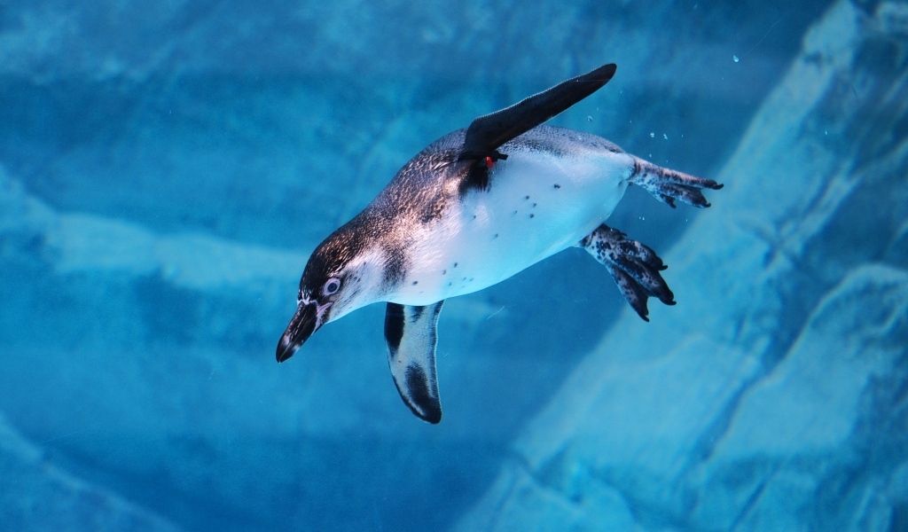 Пингвин плывет под водой