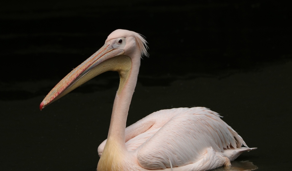 Розовый пеликан на черном фоне