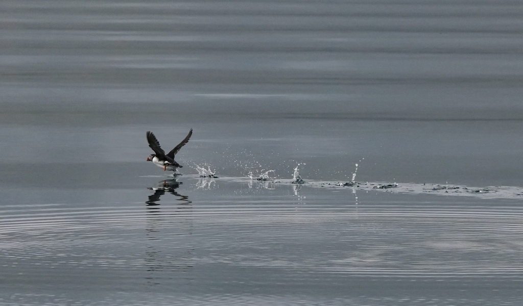 Птица тупик взлетает по воде