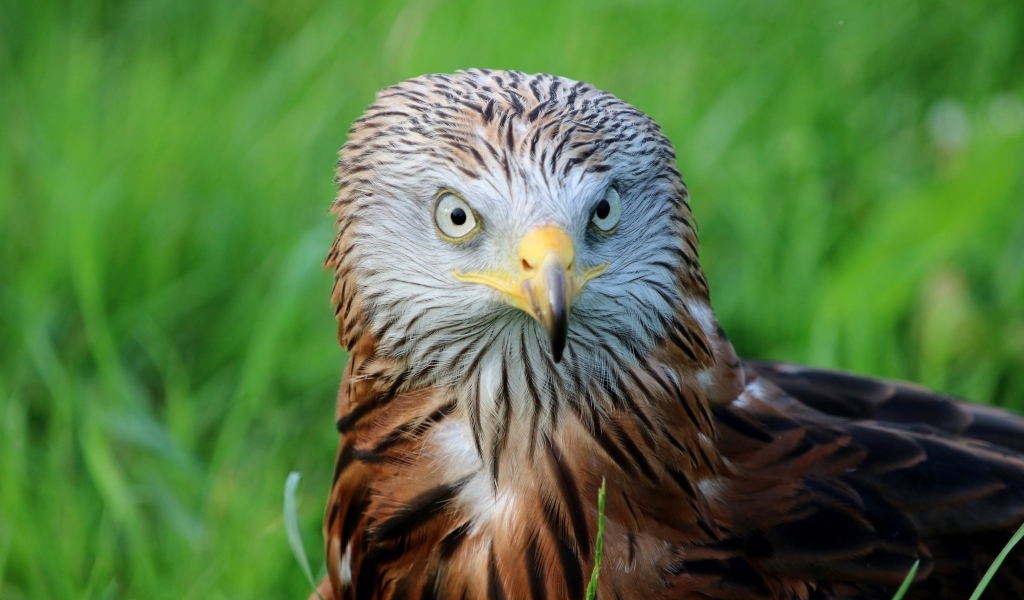 Красный коршун с острым клювом