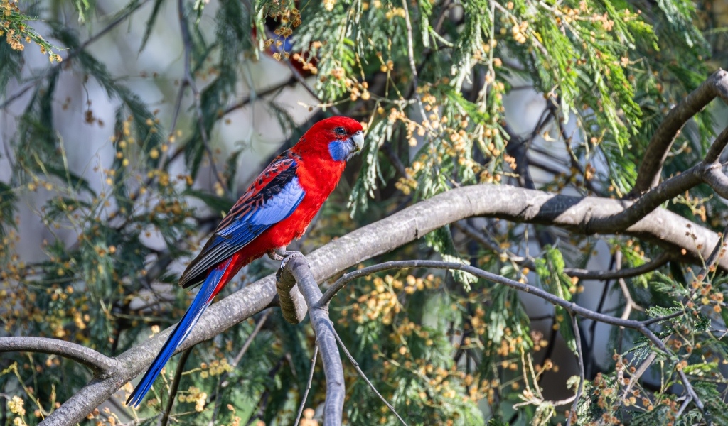 Попугай красная розелла сидит на ветке