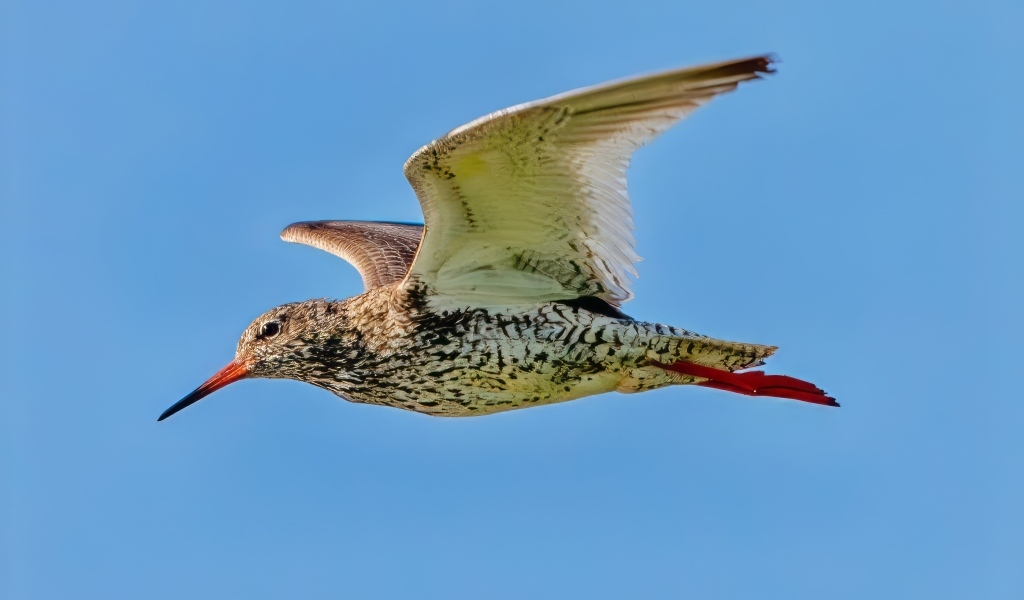 Птица красный стебель летит в небе