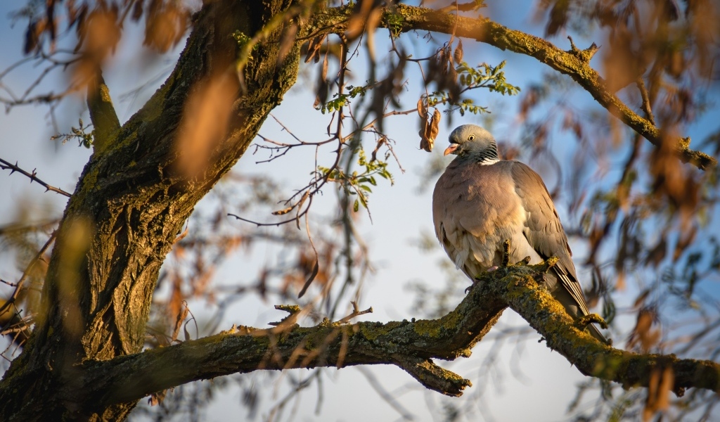 Кольчатый голубь сидит на ветке