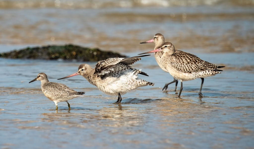 Семейство птиц кулик в воде