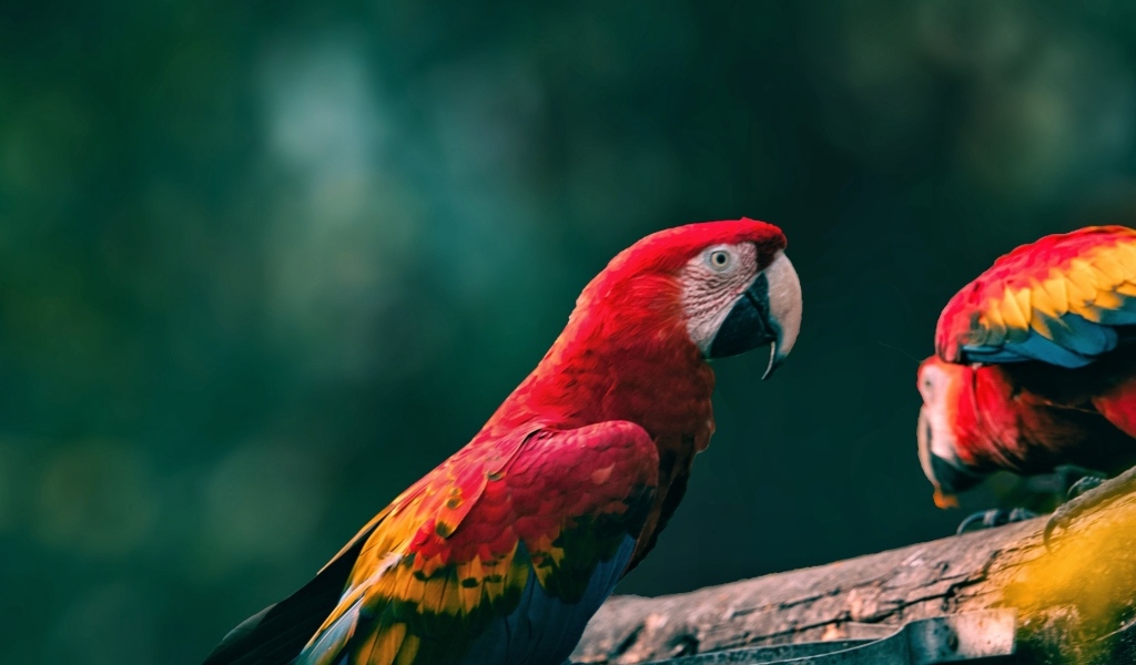 Попугаи алый ара на деревянной ветке