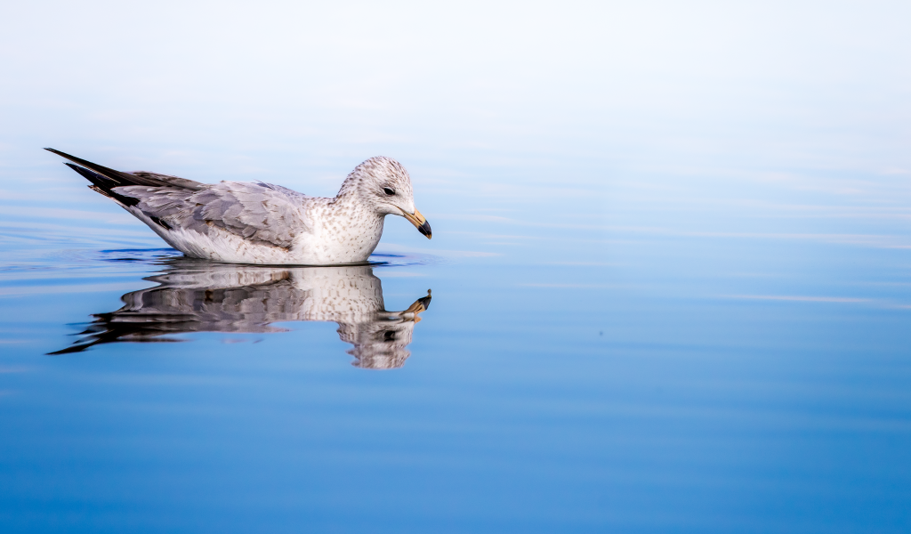 Чайка отражается в голубой морской воде