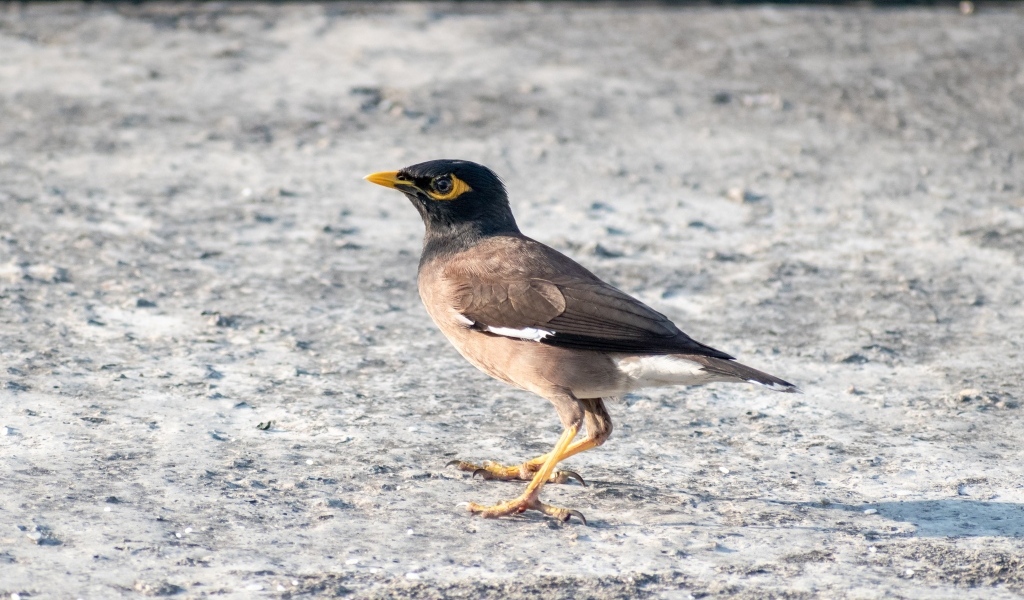 Маленькая обыкновенная майна 