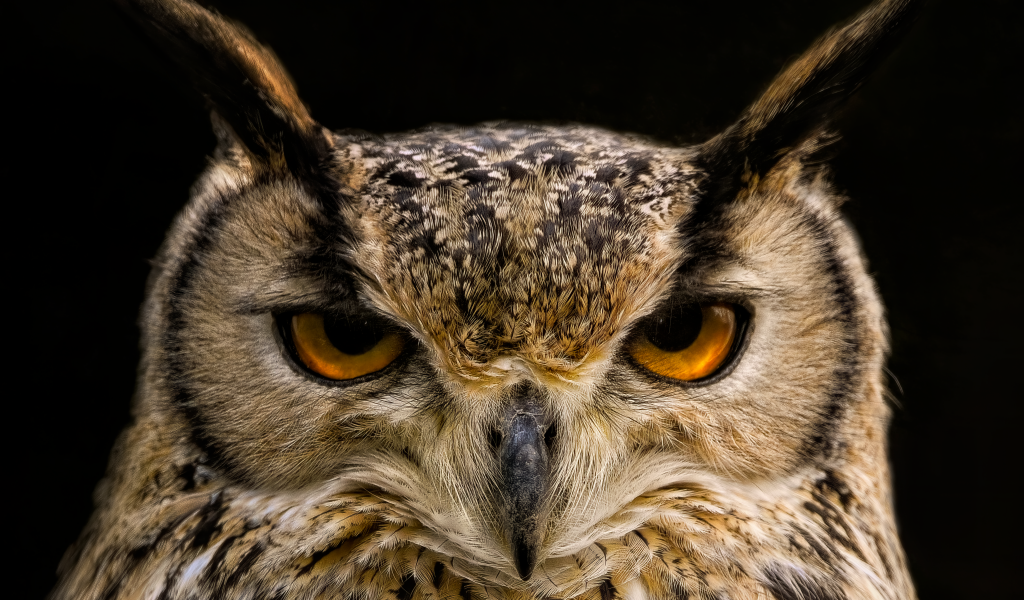 Суровая сова с коричневыми глазами