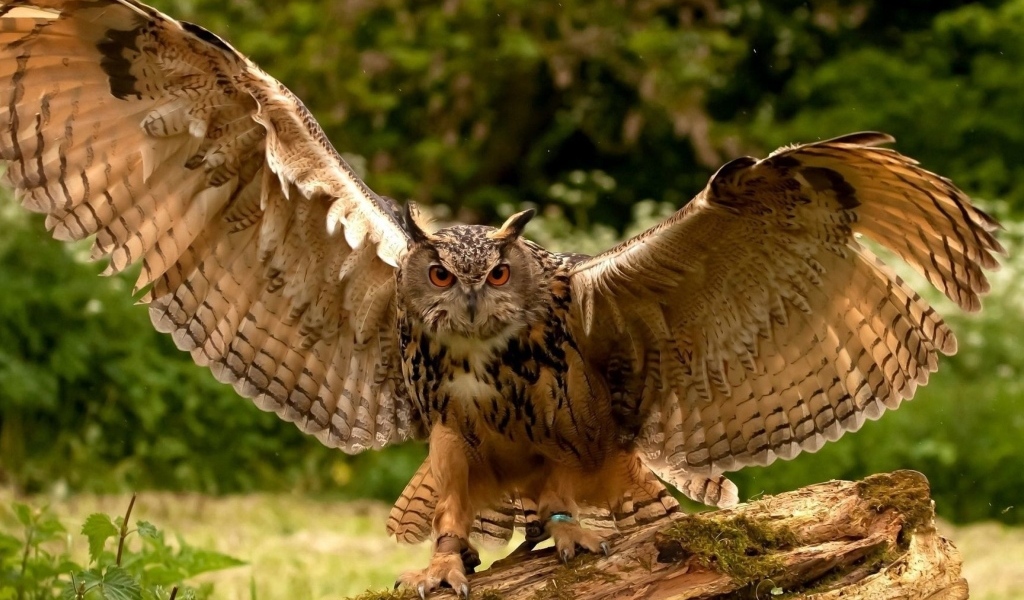 Большая сова расправила крылья