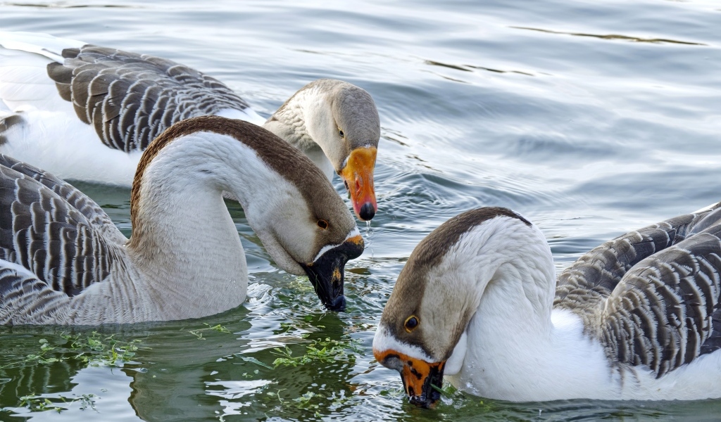 Три домашних гуся плавают в воде