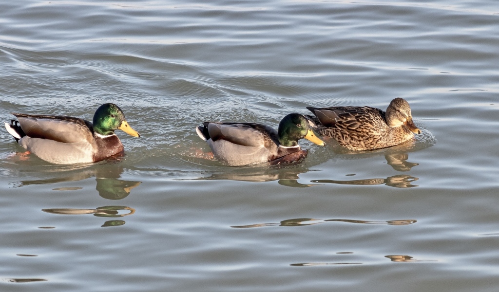 Три утки плавают в воде