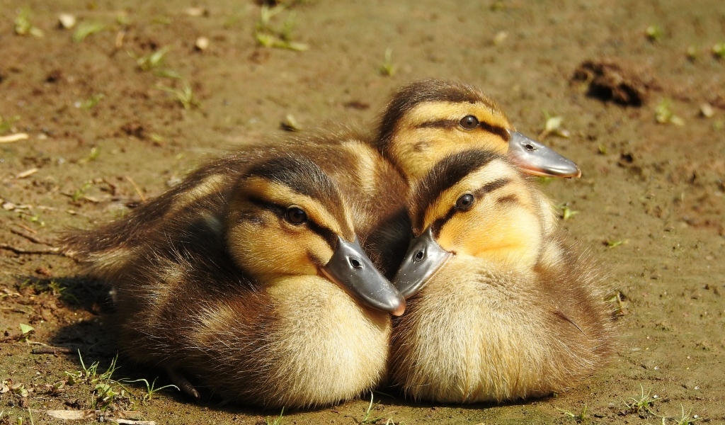 Три маленьких утенка сидят на земле