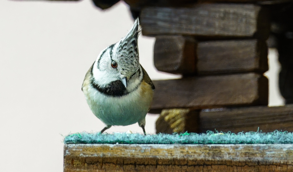 Хохлатая синица сидит у кормушки