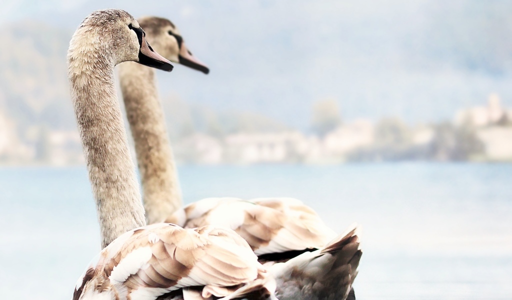 Два красивых лебедя плывут по воде