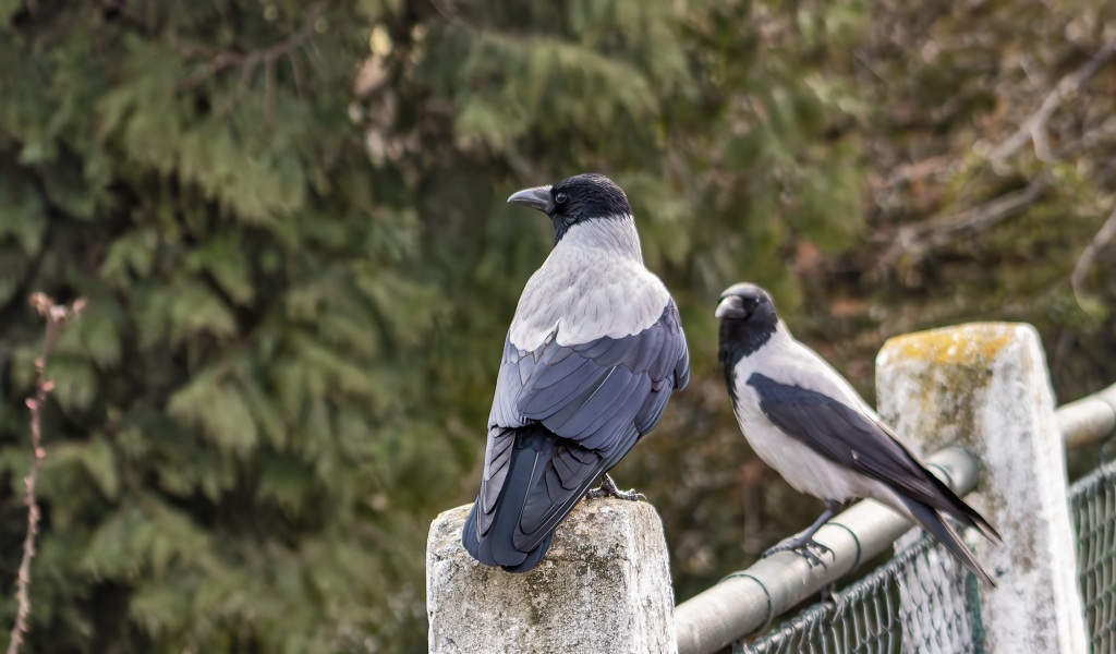 Две вороны сидят на заборе