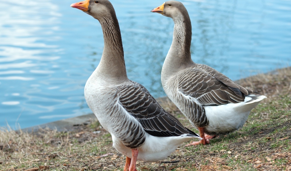 Два больших серых гуся у воды