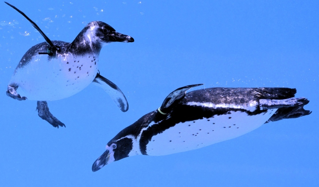 Два пингвина плавают в воде