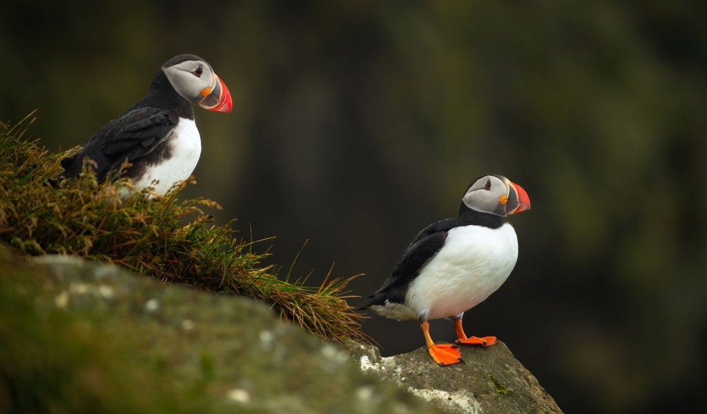 Две птицы тупики на камнях