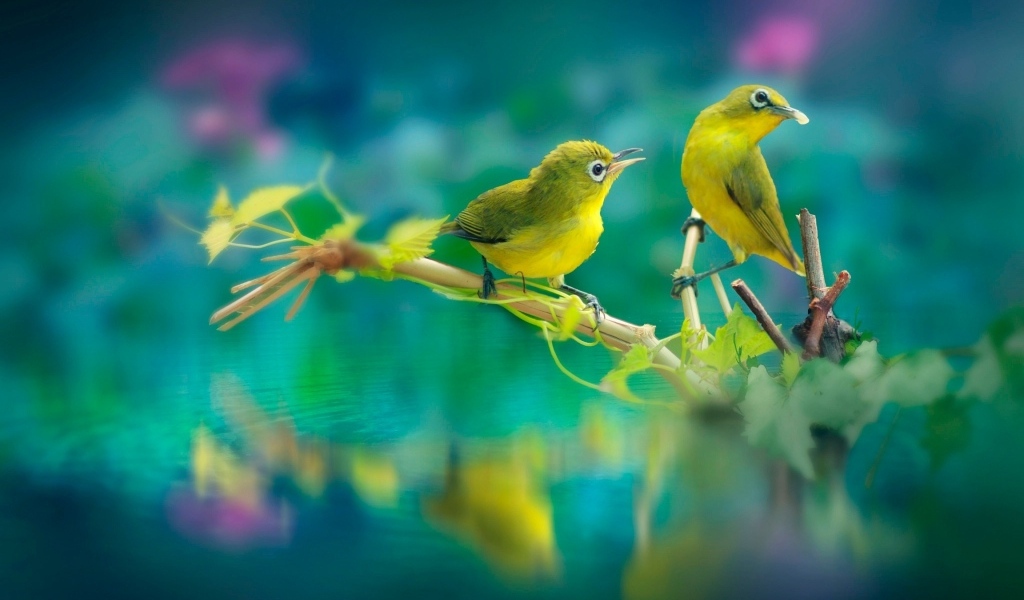 Две маленькие зеленые птички на ветке у воды