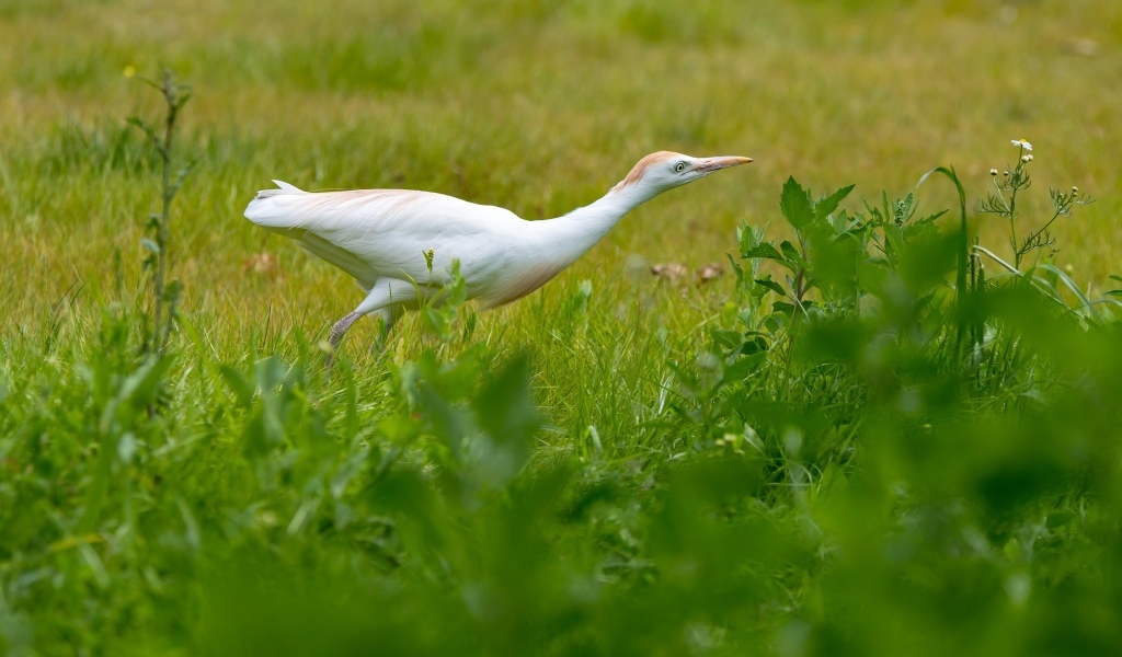 Белая цапля в зеленой траве