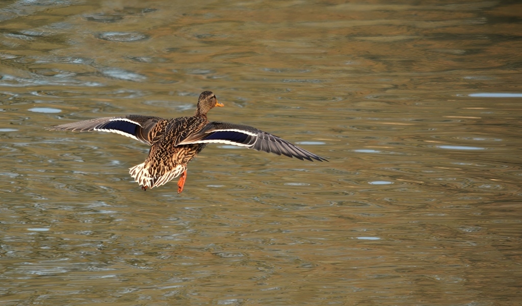 Дикая утка летит над водой