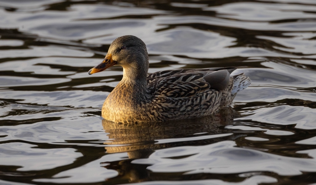 Дикая серая утка в воде