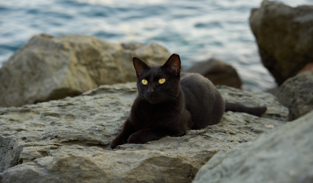 Черный кот лежит на камне у моря