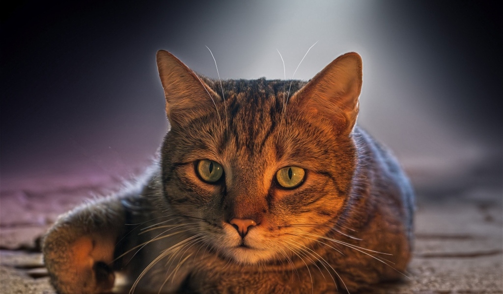 Большой серый кот с зелеными глазами лежит на дороге