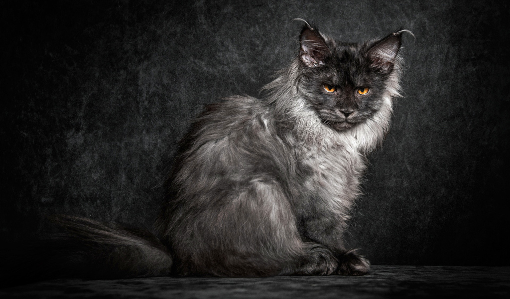 Пепельный кот породы мейн кун на черном фоне