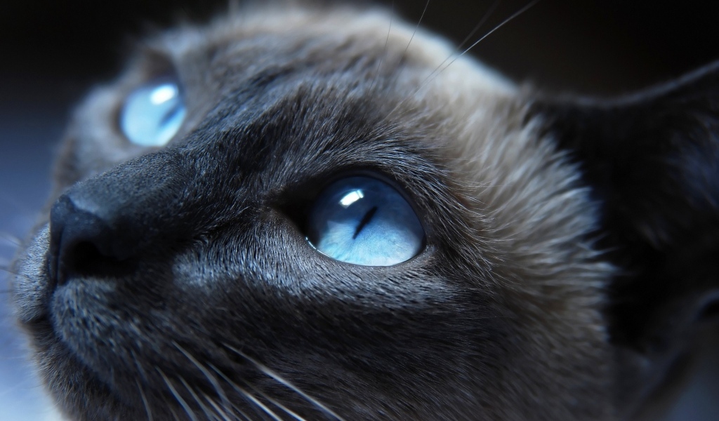 Красивая голубоглазая кошка крупным планом