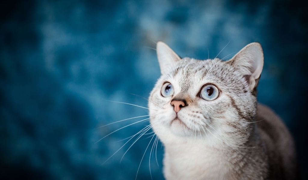 Красивая голубоглазая кошка на голубом фоне