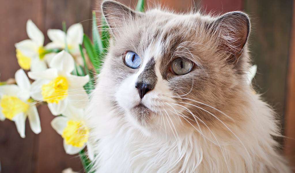 Красивый кот с разными глазами с цветами нарцисса 