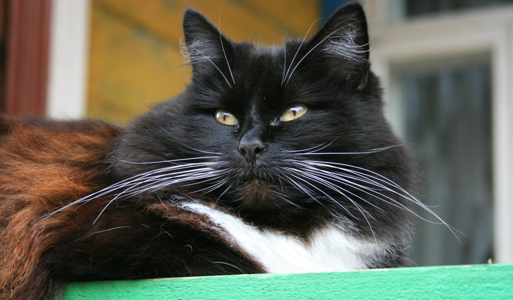 Красивый пушистый черный кот с зелеными глазами