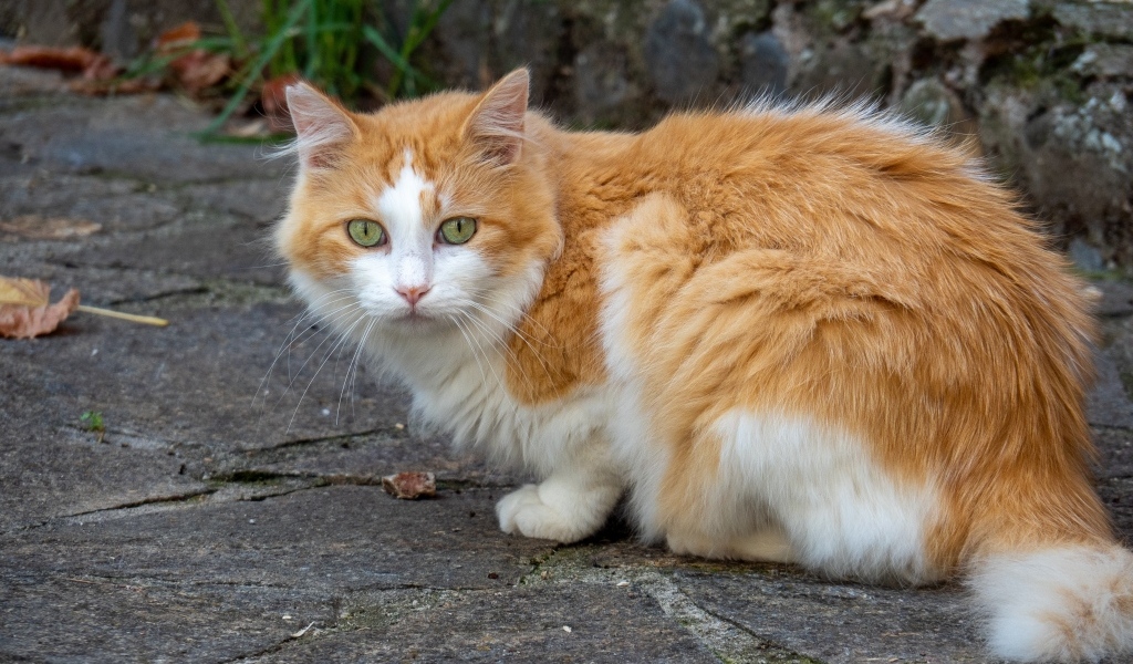 Красивый зеленоглазый пушистый рыжий с белым кот 