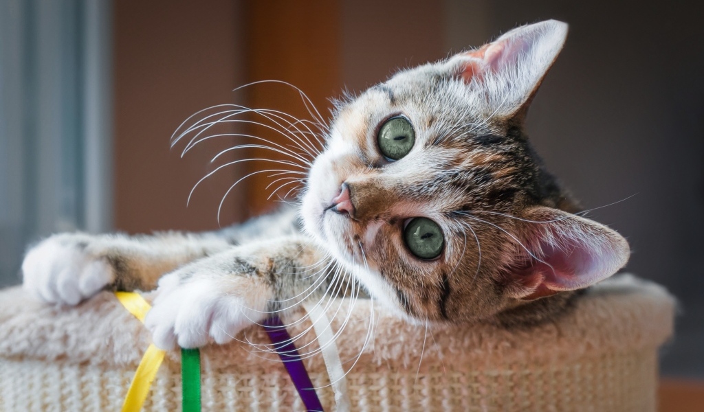 Красивый маленький серый котенок с зелеными глазами