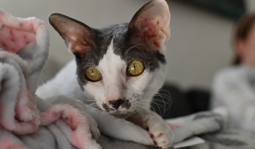 Красивый породистый кот лежит на кровати 