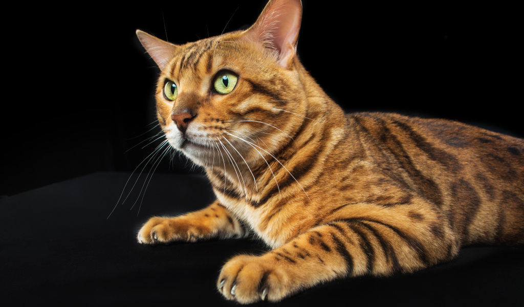 Бенгальский кот с зелеными глазами на черном фоне
