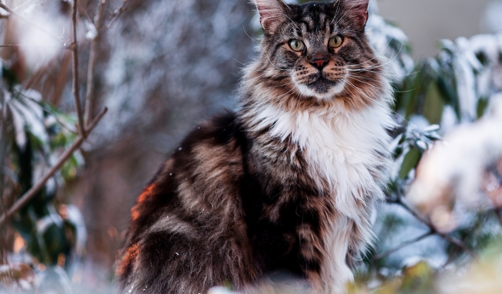 Большой мейн кун сидит в ветках 
