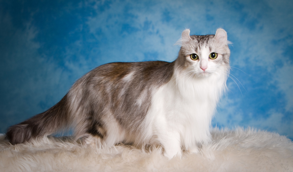 Большая красивая пушистая кошка на голубом фоне