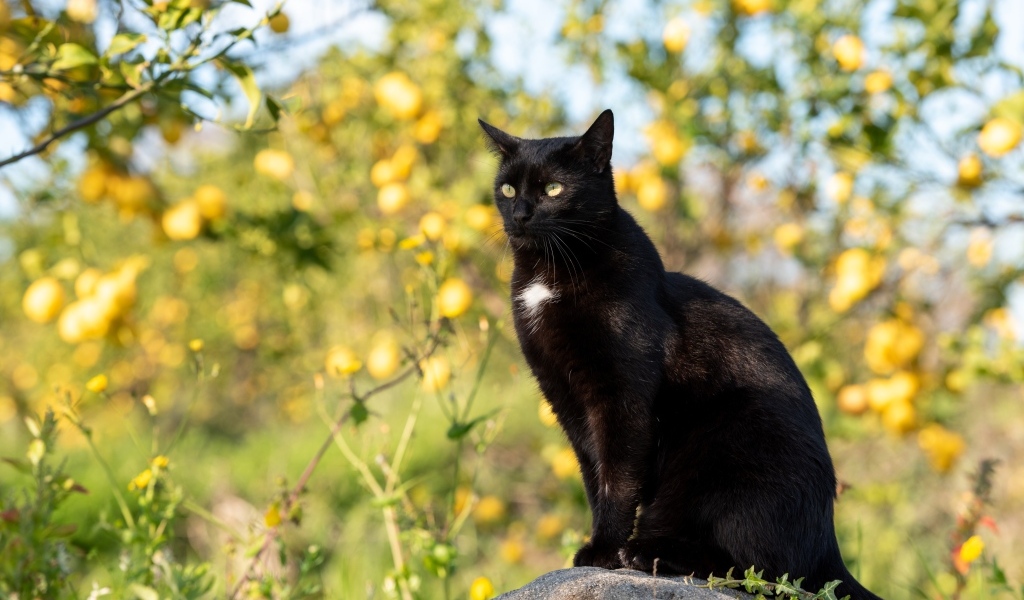 Большой черный кот сидит на камне в саду