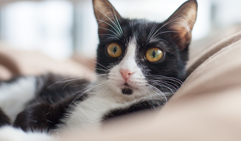 Черно-белый кот лежит на диване