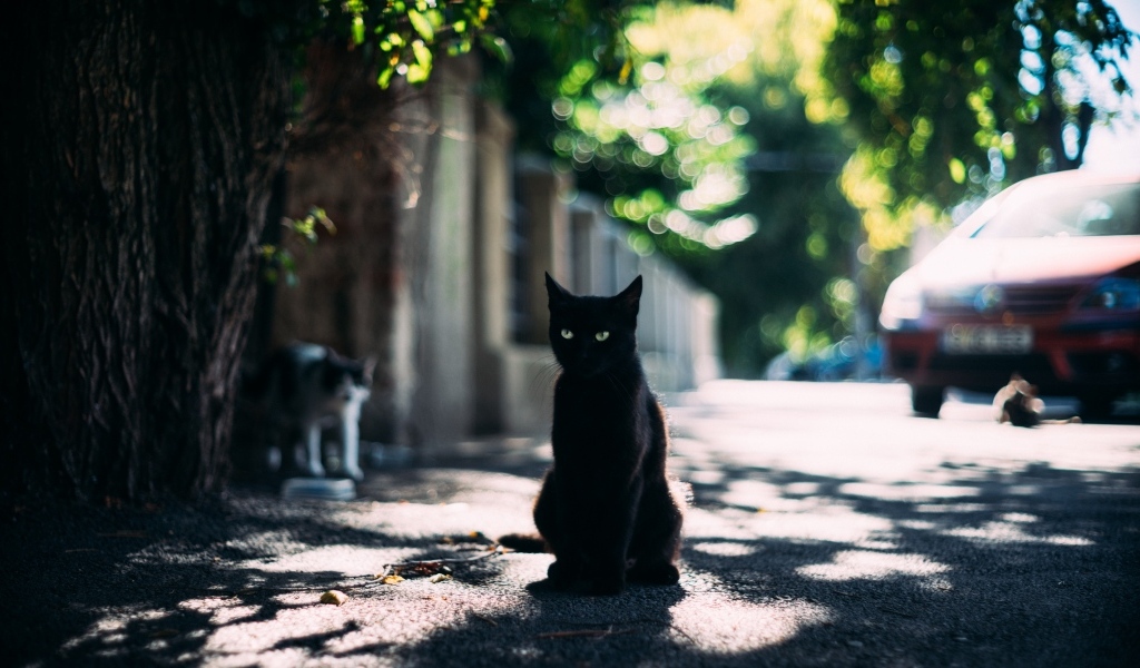 Черный зеленоглазый кот сидит на дороге