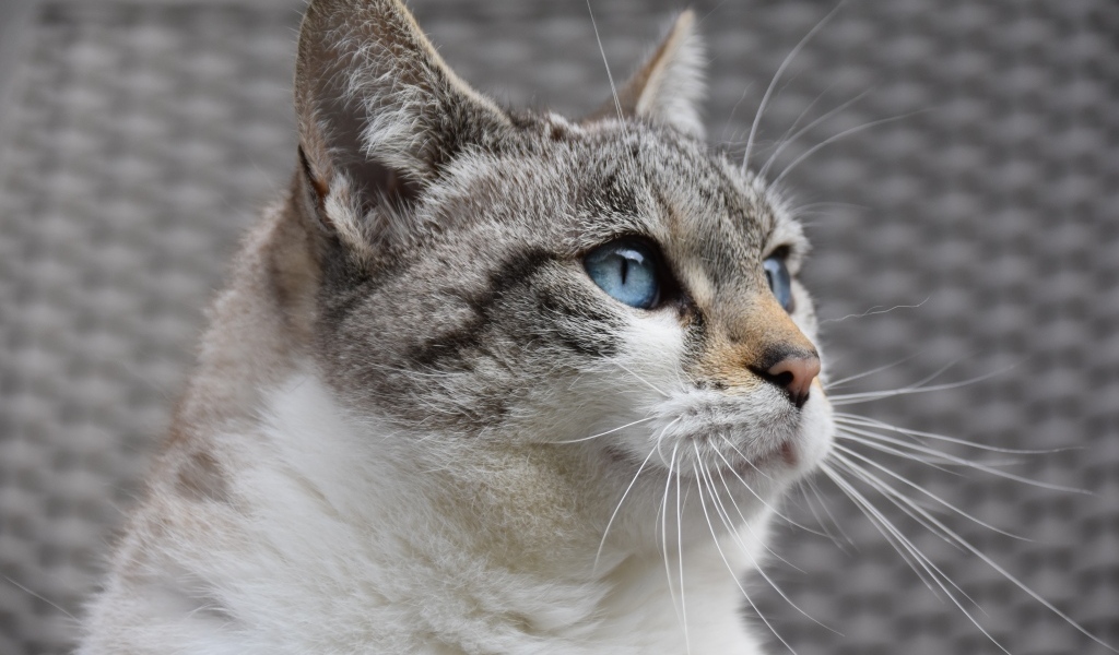 Голубоглазая европейская кошка