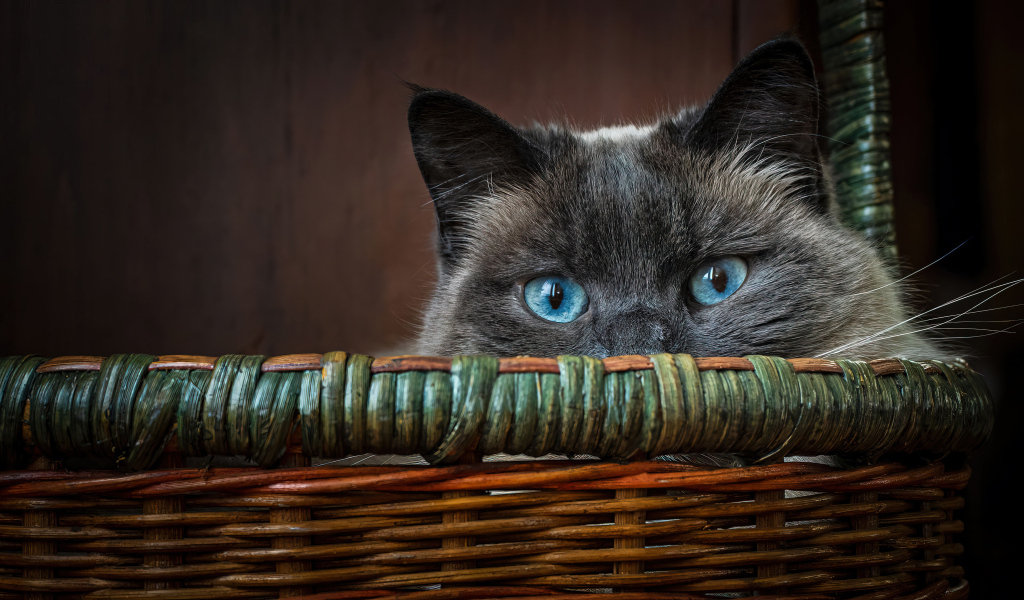Голубоглазый кот сидит в корзине